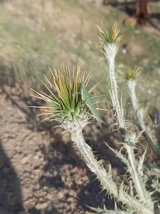 زمین بازی (فوتبال)
