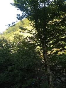 اجاق داقی کله سر