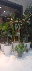درمانگاه دندانپزشکی کیان 5