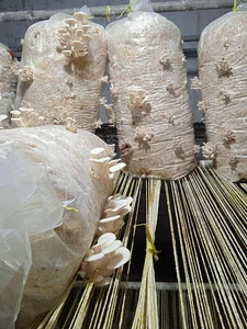 داروخانه گیاهپزشکی اقاقیا