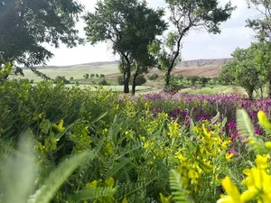 گل تپه