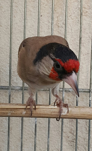 سهره مجتبی