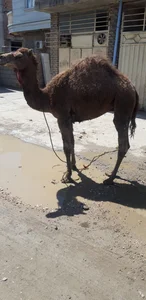 قصابی توکلی 2