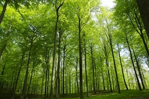 پارک جنگلی ایزدشهر (Izadshahr Forest Park)