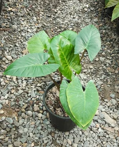 گلخانه ژینکو
