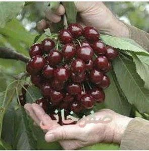 نهالستان رضا صفرخانی