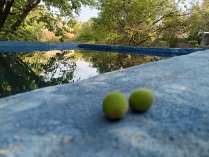 مزرعه صدیقی