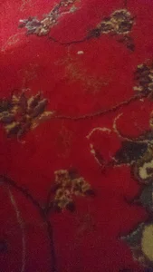 دکتر کیوان احمدی (ارتوپد)