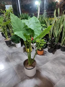 گلکده رز 3