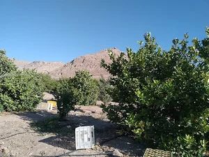شرکت نخل و مرکبات جهرم