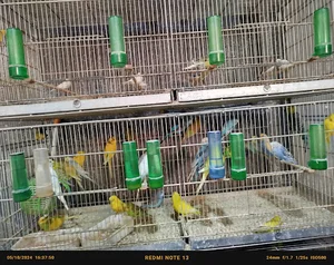 پرنده فروشی شیدا
