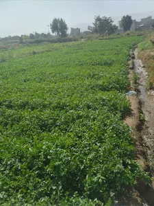 صحرای مرنجان
