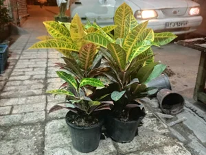 کارگاه لبنیات دهکلان