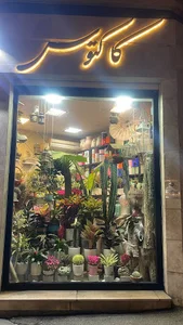 گل کاکتوس