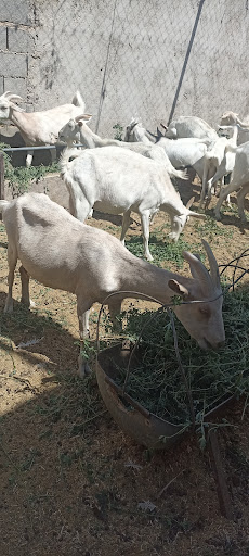 دامداری عمران رزاق اف