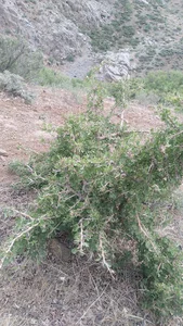 فروشگاه پوشاک حاج علی اکبر سوری