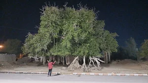 درخت لور (انجیر معابد)