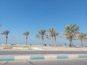 پیاده رو نخلستان 3