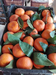 میدان مرکزی میوه و تره بار شهرداری سبزوار