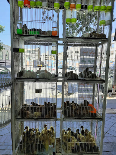 پرنده سرای سادات