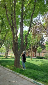 بوستان فدک
