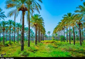 نخلستان مجید احمدی و منصور رستگار