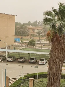 زمین چمن توسعه نیشکر