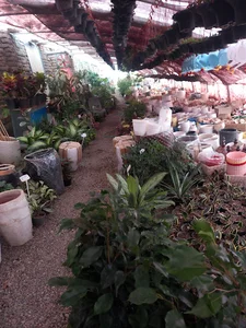 گلخانه توفیق