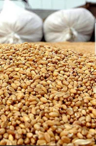 انبار خوراک دام محمدی