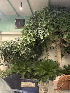 Casablanca | کازابلانکا