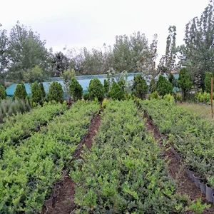 تولیدی گل و گیاه گلبهار