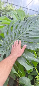 گلخانه‌ باغ بهشت 2