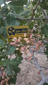 شرکت کشت و صنعت ارغوان