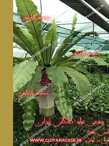 تولید کنندگان ایران