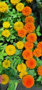 بازار گل آسمان 4