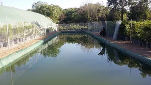 گلخانه حاج عباس پورنوري