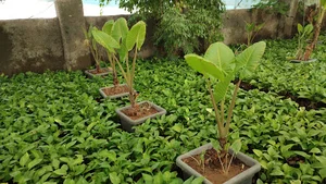 گلخانه پالونیا