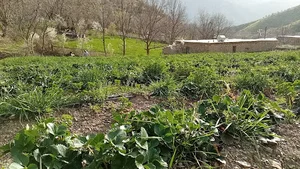 مزرعه توت فرنگی بختیارفتحی