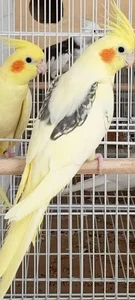 پرنده سرای سینا