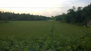 Chayatol Market