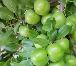 باغ تقی حسن زاده🌳🌳