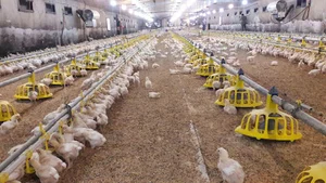 Khodka poultry company