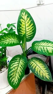 گل و گیاه پارسا 2