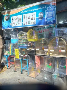 پرنده زینتی سجاد پاروت