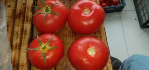 هایپر میوه سرای شریفی 2
