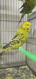 پرنده سرای آذربایجان