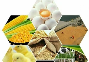 انبار نهاده های دامی صداقت
