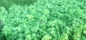 سبزی فروشی حشمتی