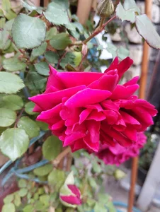گلفروشی باغ سبز
