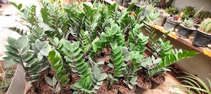 ارزان سرای گل و گیاه دز